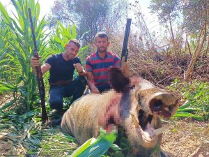 250 Kiloluk Dev Domuz, Avcılar Tarafından Vuruldu