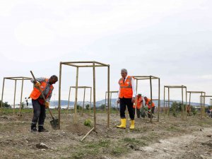 Sakarya’da İlk Kez Avokado Fidanı Toprakla Buluştu