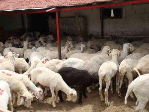 Her Bütçeye En Uygunu Küçükbaş Havan