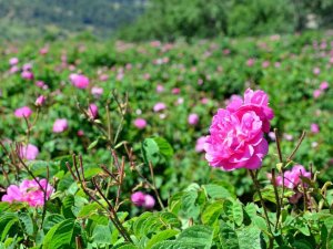 Yağlık Gül Hasadı Başladı