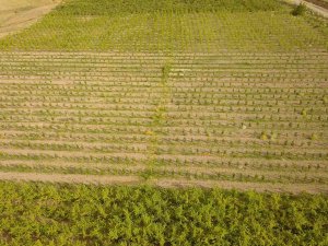 Ahlat’ta 29 Çiftçi İçin Yüzde 50 Hibe Destekli Elma Bahçesi Kuruldu