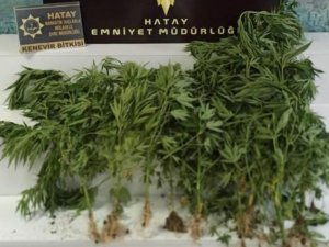 Hatay’da Uyuşturucu Operasyonu
