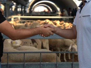 Hayvan Pazarında Padok Kiralama Ücretleri Belirlendi