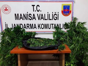 İ̇kametinin Bahçesinde Kenevir Evinde Esrarla Yakalandılar