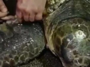 Yumurta Bırakmak İçin Kıyıya Gelen Caretta Caretta Misinaya Dolandı
