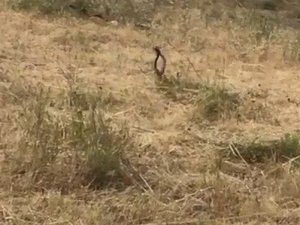 Tunceli’de Yılanların Dansı Görüntülendi