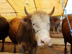 Kurbanlıklar Görücüye Çıktı