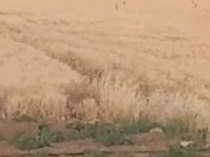 Çiftçiler Ürünlerini Domuzlardan Korumak İçin Silahla Nöbet Tutuyor