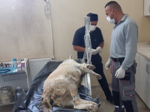 Gebe Köpek İçin Belediye Ekipleri Seferber Oldu