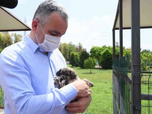 Başkan Esen: “Sokak Hayvanlarının Kısırlaştırma İşlemini Planlı Bir Şekilde Sürdürüyoruz”