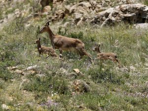 Yavru Dağ Keçilerinin Sarp Kayalıklardaki Tehlikeli Oyunları Kameralara Yansıdı