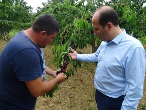 Tekirdağ’da Kiraz Hasadı Devam Ediyor