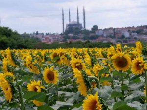 Ayçiçeğinde Son 10 Yılın En Yüksek Verimi Bekleniyor