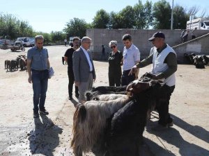 Diyarbakır’da Kurbanlık Satış Ve Kesim Yerleri Belirlendi