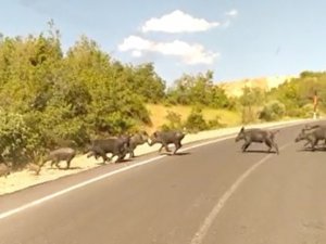 Hakkari Dağları Yaban Hayvanlarıyla Renklendi