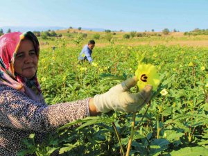 ’Amasya Çiçek Bamyası’ İçin Ab’ye Coğrafi İşaret Başvurusu