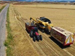 Tunceli’de Hasadına Başlanan Arpa, Çiftçinin Yüzünü Güldürdü