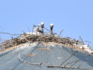 Tedavi İçin Getirilen Leylek, Doğa Parkı’nda Yuva Yaptı