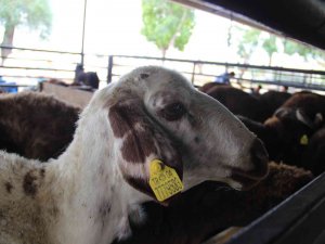 Aydın’da Kurban Bayramı Öncesi Kurban Pazarlarında Sessizlik Hakim