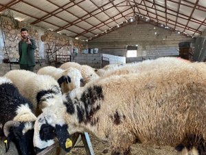 Diyarbakır’da Aylarca Özenle Bakılan Kurbanlıklar Yola Çıktı