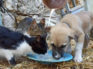 Birlikte Süt İçen Yavru Köpek Ve Kediler Görenlerin İçini Isıttı
