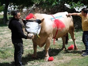 Yaklaşık 2 Ton Ağırlığındaki Tosun, 120 Bin Liradan Satışa Çıktı