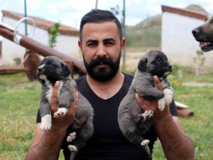 Uzman Kangal Yetiştiricisi Uyardı: “Yavru Kangal Alırken Dikkat”