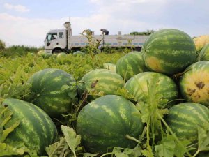 Karpuzun Fiyatı Yarı Yarıya Düştü