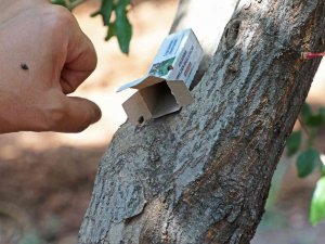 Narenciye Ve Nar Ağaçlarını Avcı Böcek Koruyacak