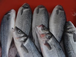 Sinop’ta Balık Tezgahlarında Son Durum