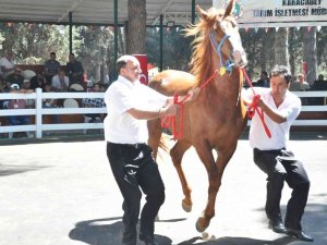 Ti̇gem Tay Satışından 5 Milyon 265 Bin Tl Gelir Elde Etti
