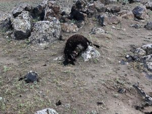 Iğdır’da Kurtlar 17 Koyunu Telef Etti