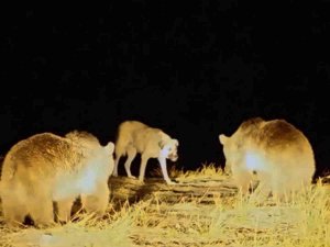 Nemrut’un Maskot Ayılarıyla Köpeğin Kavgası Kamerada