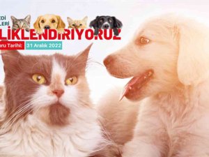 Sahipli Kedi Ve Köpeklerin Yıl Sonuna Kadar Kimliklenmesi Gerekiyor