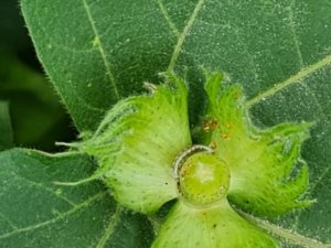 Pamuk Üreticilerine Yeşil Kurt Uyarısı