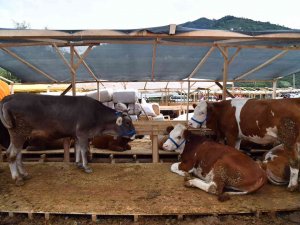 Başkan Genç, Akoluk’taki Kurban Kesim Ve Satış Alanını İnceledi