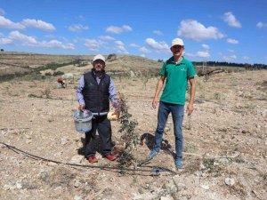 Boş Ve Atıl Araziler Antep Fıstığı Bahçelerine Dönüyor