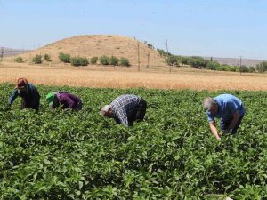 Tahmazoğlu Domates Ve Biber Hasadı Yaptı