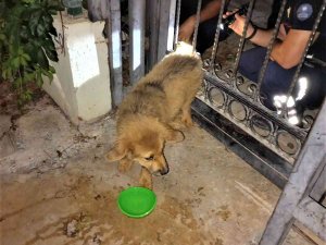 Demir Parmaklıklara Sıkışan Köpeğin Yardımına İtfaiye Koştu