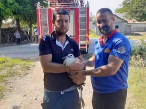 Yuvadan Düşen Yavru Leyleğin Yardımına İtfaiye Koştu