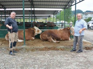 Ordu’da İkinci El Araç Fiyatına Kurbanlıklar Satışta