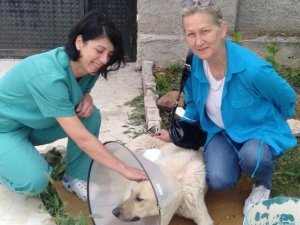 Yaralı Köpek Sağlığına Tepebaşı’nda Kavuşuyor