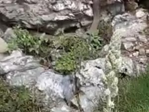 Elazığ’da Kayalıklar Arasında Görülen 2 Metrelik Yılan Korkuttu