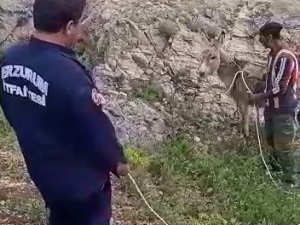Mağarada Eşek Kurtarma Operasyonu