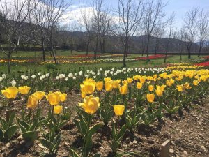 Lale, İ̇bradı’ya Gelir Kaynağı Olacak