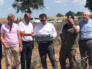 Uzunköprü’de İlk Lavanta Hasadı Yapıldı