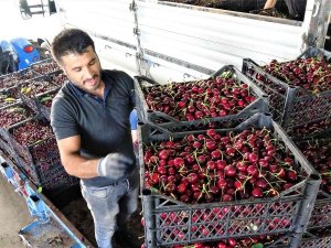 Tokat’ta İhraçlık Kirazda Yüzde 100 Rekolte Artışı