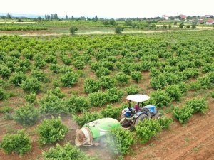 Büyükşehirden Üreticiye Zirai İlaç Desteği