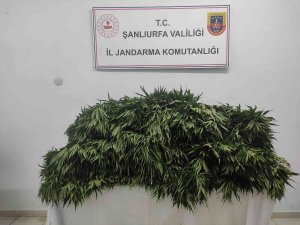 Pamuk Tarlasında Uyuşturucu Operasyonu