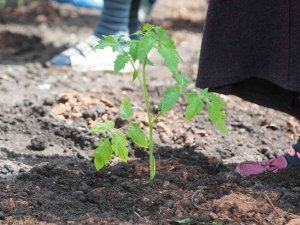 Ata Tohumları Atalarımızın Ellerinden Toprakla Buluştu
